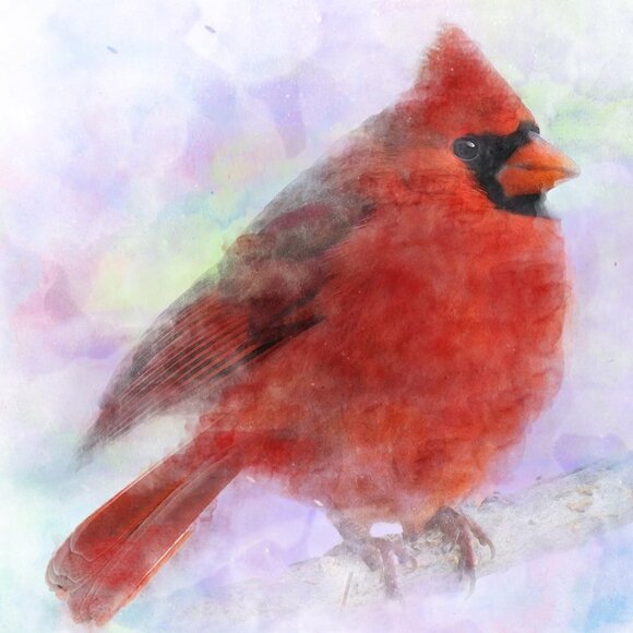 20x30 Chubby Northern Red Cardinal Watercolor Illustration Art Painting Poster - Picture 3 of 6